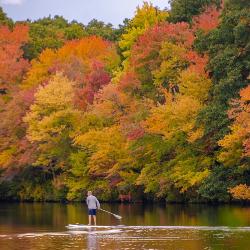 autumn trees with man paddle boarding on a lake